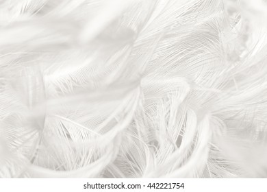 Black and white vintage color trends chicken feather texture background - Shutterstock ID 442221754