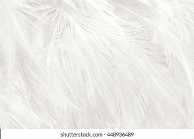 Black and white vintage color trends chicken feather texture background - Shutterstock ID 448936489