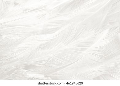 Black and white vintage color trends feather texture background - Shutterstock ID 461945620