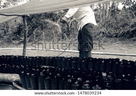 Similar – Image, Stock Photo Bean plantation and watering hose. Small green bean plants