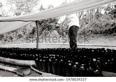 Similar – Image, Stock Photo Bean plantation and watering hose. Small green bean plants