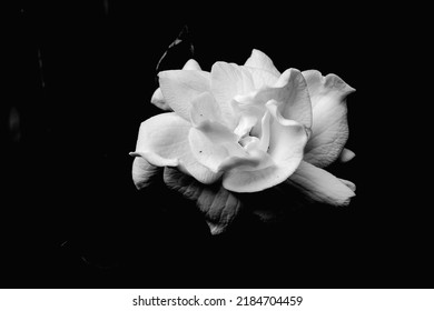 Black White Wallpapers Backgrounds Stock Photo 2184704459 | Shutterstock