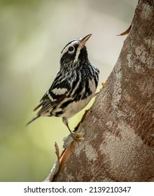 A Black And White Warbler Perched On The Side Of A Tree Limb During Spring Bird Migration In South Florida. 