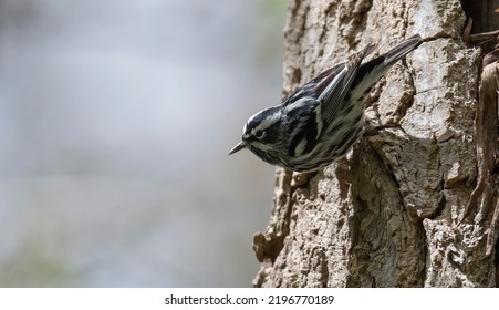 Black And White Warbler Perched On A Tree During The Spring Migration From Its Winter Home In Southern Florida, Central America And Northern Regions Of South America