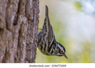 Black And White Warbler Seen During The Spring Migration From Its Winter Home In Southern Florida, Central America And The Northern Area Of South America.