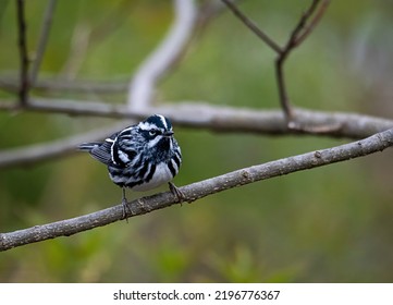 Black And White Warbler Seen During The Spring Migration From Its Winter Home In Southern Florida, Central America And The Northern Parts Of South America.