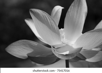 Black & white water lily