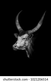 Black And White Watusi Bull Portrait In The Dark With Spotlight.