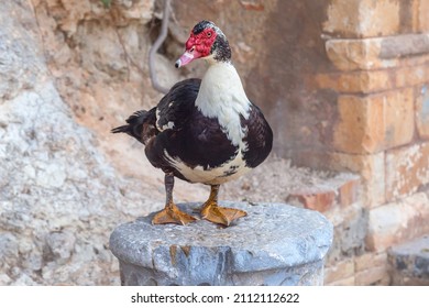 A Black And White Wild Duck Sits On A Stone Plinth In The Greek Fishing Village Of Sissi