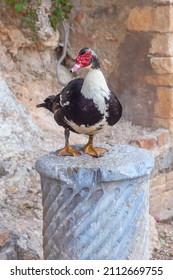 A Black And White Wild Duck Sits On A Stone Plinth In The Greek Fishing Village Of Sissi