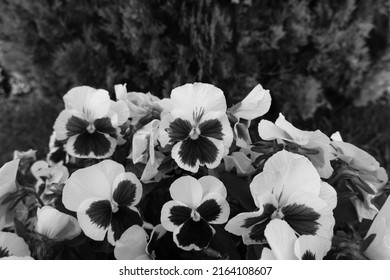 Black and white wild pansy. Monochrome flowers.