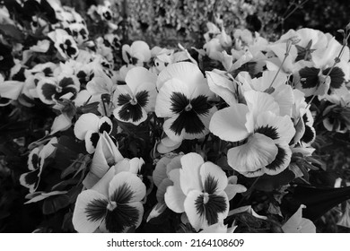 Black and white wild pansy. Monochrome flowers.