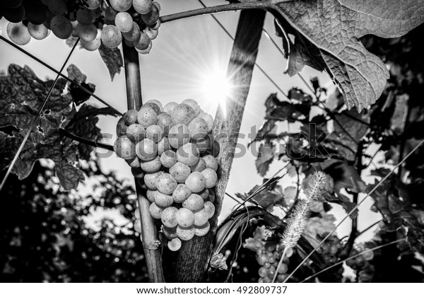 Black White Wine Grapes Vineyard On Stock Photo (Edit Now) 492809737