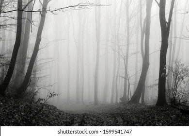 Black And White Winter Forest, No Snow, Foggy Background, Leftover Leaves On Branches And Ground