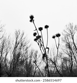 black and white winter scape