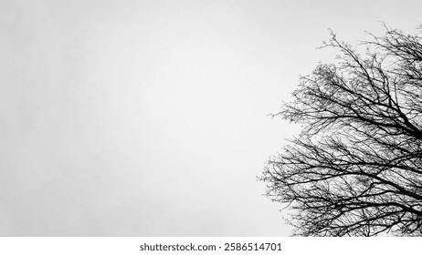 black and white winter scape