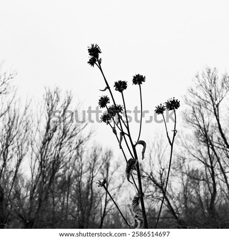 black and white winter scape