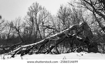 black and white winter scape