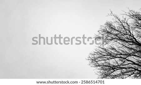black and white winter scape