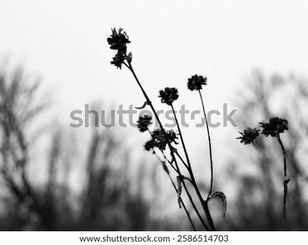 black and white winter scape