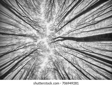 Black White Winter Trees Sky Background Stock Photo 706949281 ...