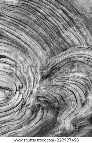 Similar – Image, Stock Photo Elephant eye? Knothole