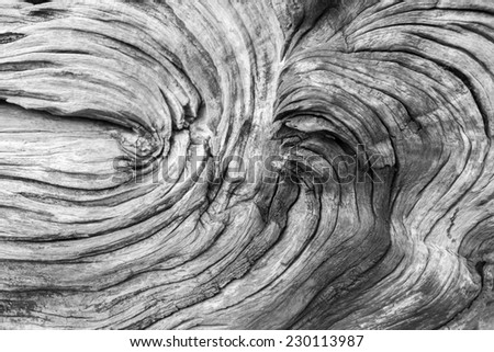 Similar – Image, Stock Photo Elephant eye? Knothole