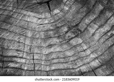 Black And White Wooden Oak Tree Cut Surface. Оld Wood Texture Background With Ring 