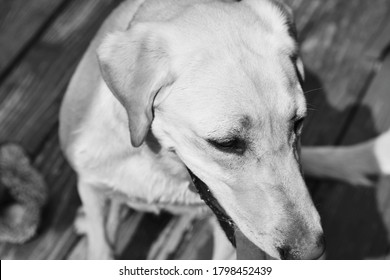 Black And White Yellow Lab Outside Looking Down With Tongue Out