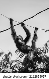 Black and white of young Orangutan swinging across the ropes