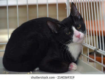 black and white young shorthair cat in a cage at the animal shelter