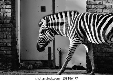 Black And White Zebra Abstract Stock Photo Against Wall Of House Stable Animals  Profile Duo Tone -  Stock Photograph, Image, Picture, Stock, Photo, 