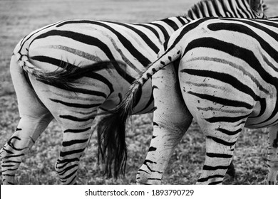 Black And White Zebra Back. Two Booty Of Couple Pair Of Zebra Horses Eating Grass Turned Backs. Safari Adventure. Leaving Zebras Goodbuy. Walking Away.  Waving Tail. Show Disrespect Messing Around 