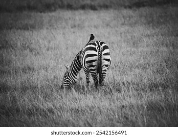 black and white zebra grazing with bird on its back  - Powered by Shutterstock