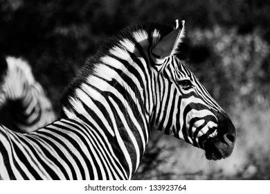 A Black White Zebra Head