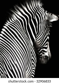 A black and white zebra image at an interesting angle showing head and shoulders.  The zebra is facing slightly away from the camera and is isolated on a black background.