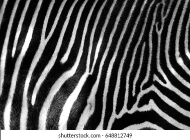 Black and white zebra skin with space for text.  - Powered by Shutterstock