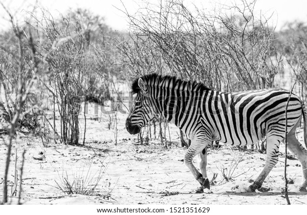 Black White Zebras African Savannah Game Stock Photo Edit Now