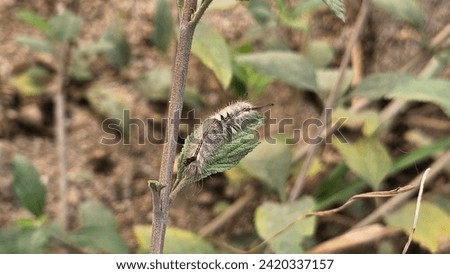 A black and white-haired caterpillar on a plant leaf.