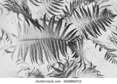 Black and whiter toned fern leaves petals background. foliage. Tropical leaf. Exotic forest plant. Botany concept. Ferns jungles close up. jungle atmosphere and calm zen meditation - Powered by Shutterstock