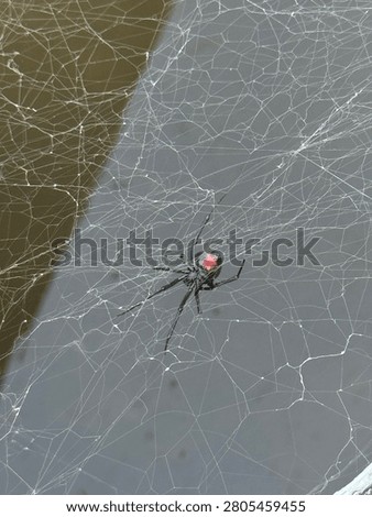 Black Widow in her web 