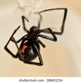 Black Widow Spider