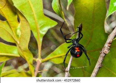 Black Widow Spider