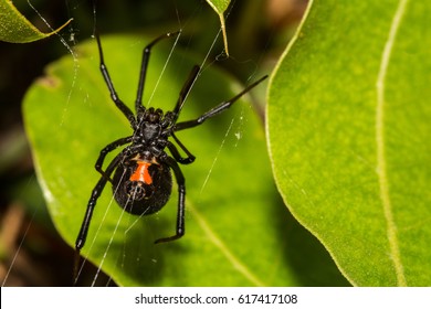 Black Widow Spider