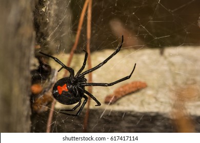 Black Widow Spider