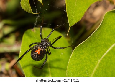 Black Widow Spider