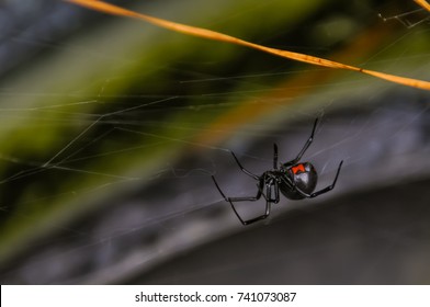 Black Widow Spider