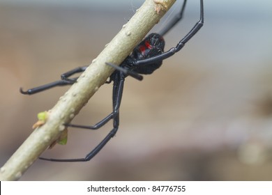 Black Widow Spider