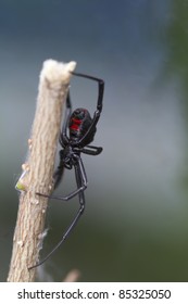 Black Widow Spider