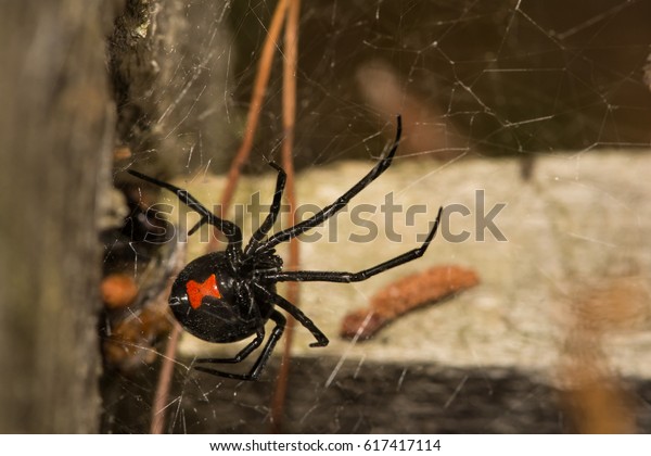 Black Widow\
Spider